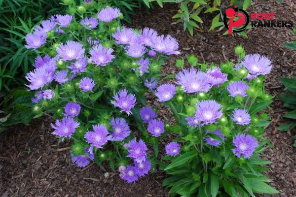 Stokes Aster: The Beautiful Native Perennial Every Pollinator Garden Needs Stokes Aster